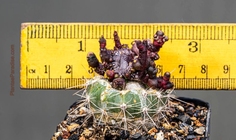 Echinopsis Sp. Cv. CHOCOLATE (forma monstruosa crest)