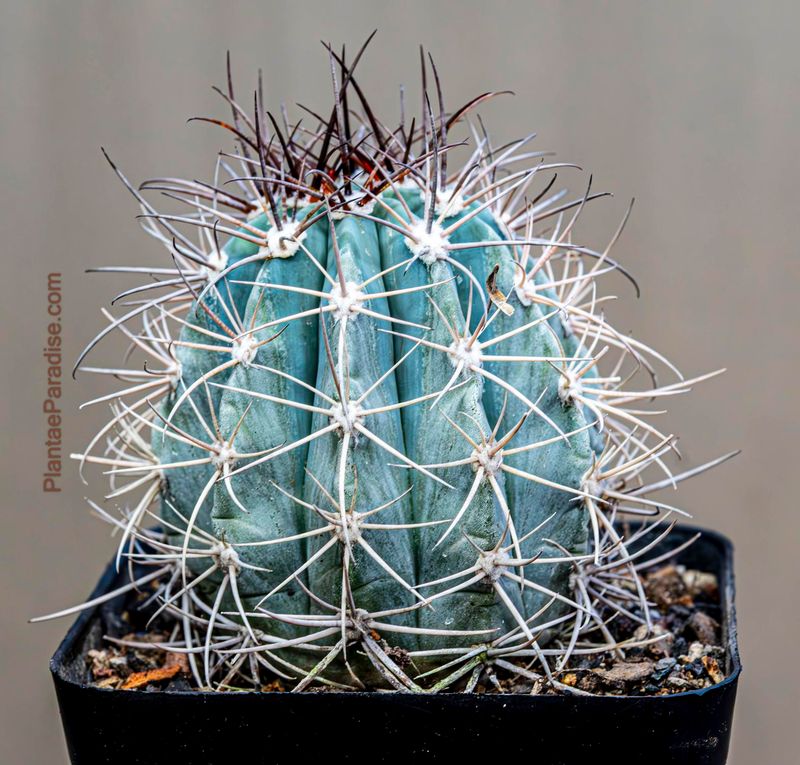 Melocactus azureus