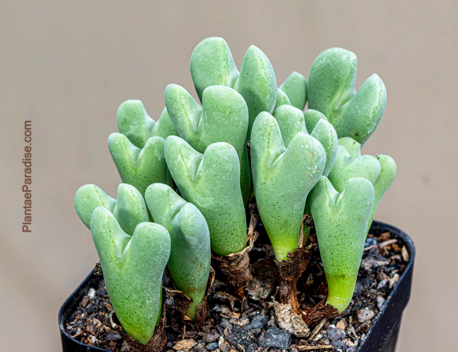 Conophytum bilobum