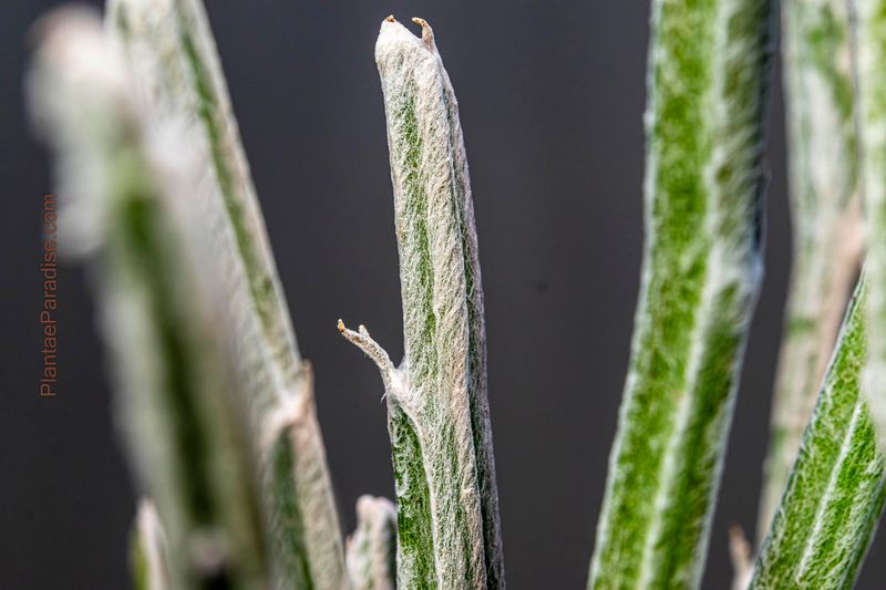Seyrigia humbertii Seyrigia humbertii