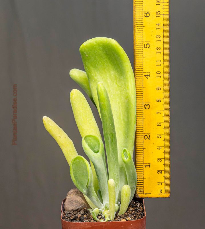 Oricula luciae kalanchoe