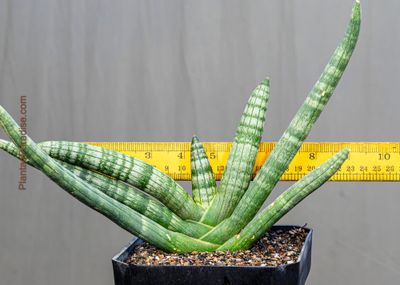 eibe im garten Eibe kaufen – immergrüne Heckenpflanze main image 0