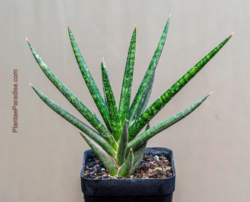 Sansevieria francisii