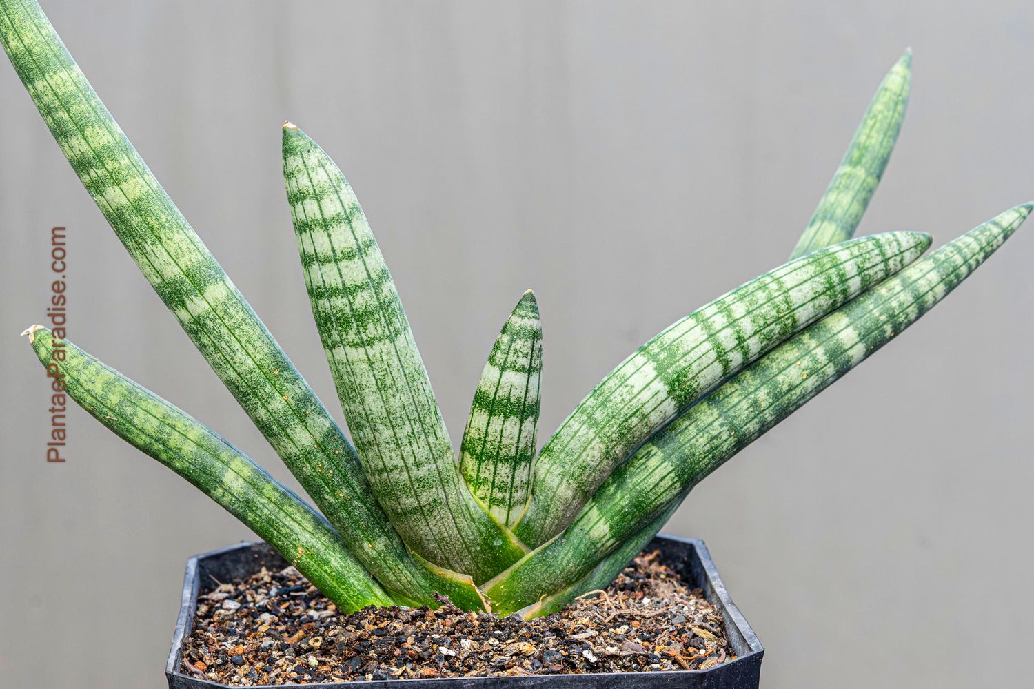 Sanseveria cylindrica 'Boncel'