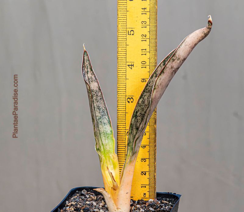 Sansevieria Kirkee Coppertone