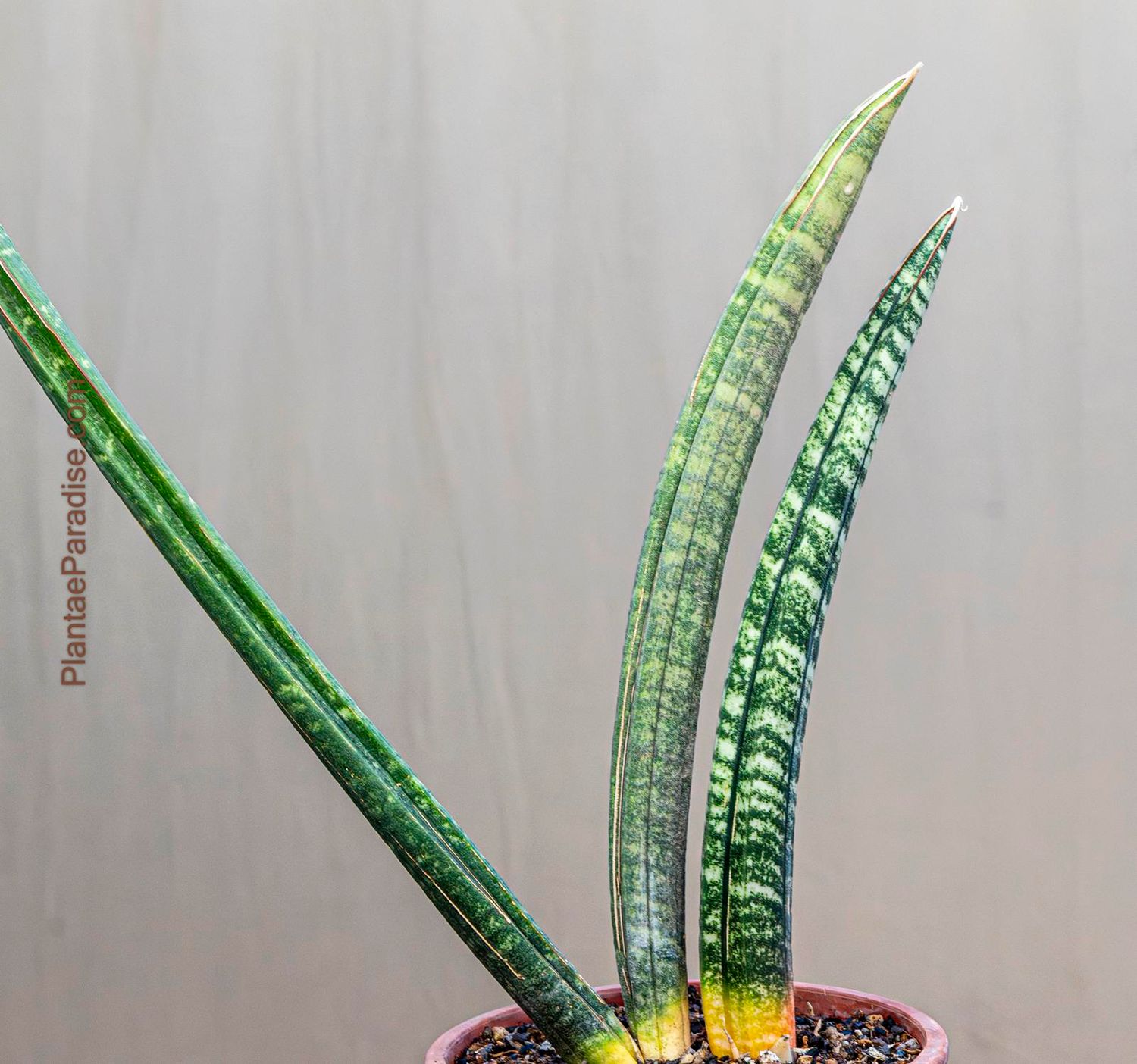 Sansevieria fischerii Sansevieria fischerii