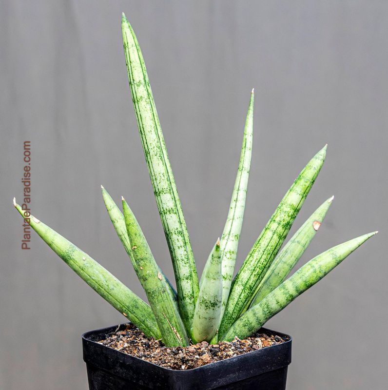 Sansevieria 'Silver Crown' Sansevieria 'Silver Crown'