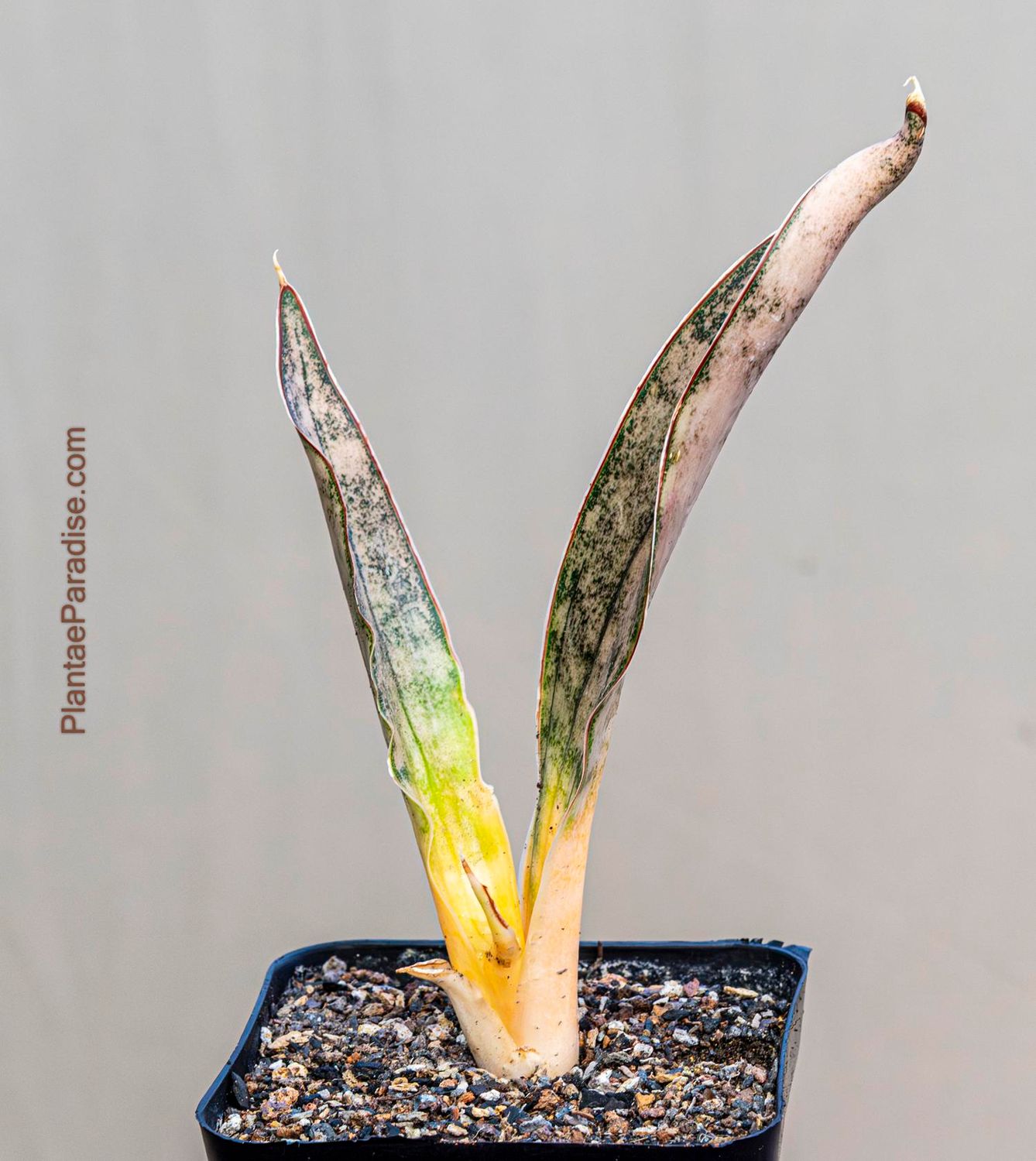 Sansevieria Kirkee Coppertone