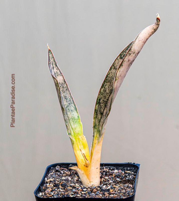 Sansevieria Kirkee Coppertone Sansevieria Kirkee Coppertone
