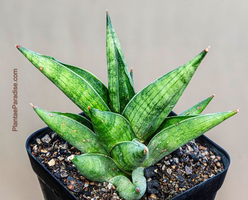 Sanseviera hybrid CH15211 Sanseviera hybrid CH15211