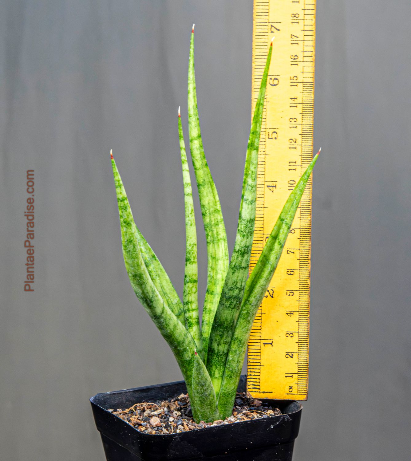 Buy Sansevieria Hybrid CH 15344 | Designer Snake Plant