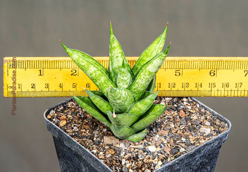 Sansevieria hybrid Pagoda