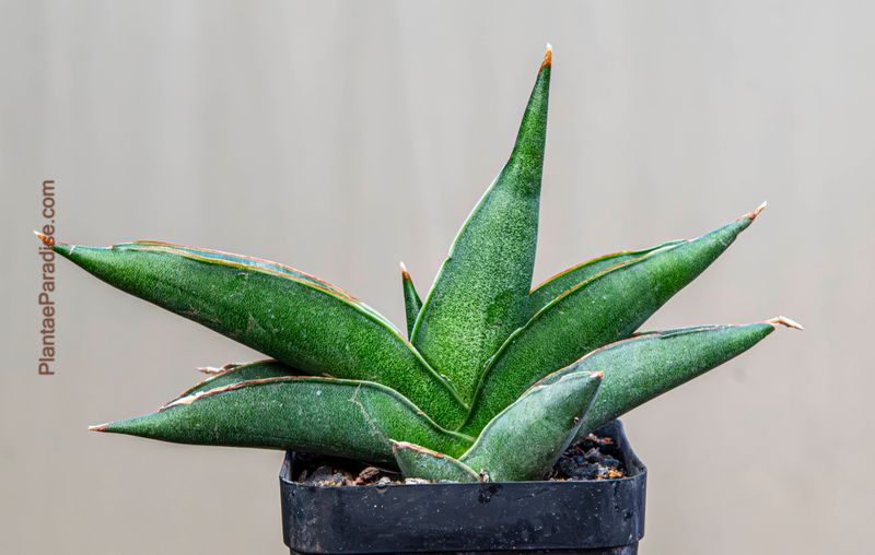 Sansevieria hybrid Sawasdee