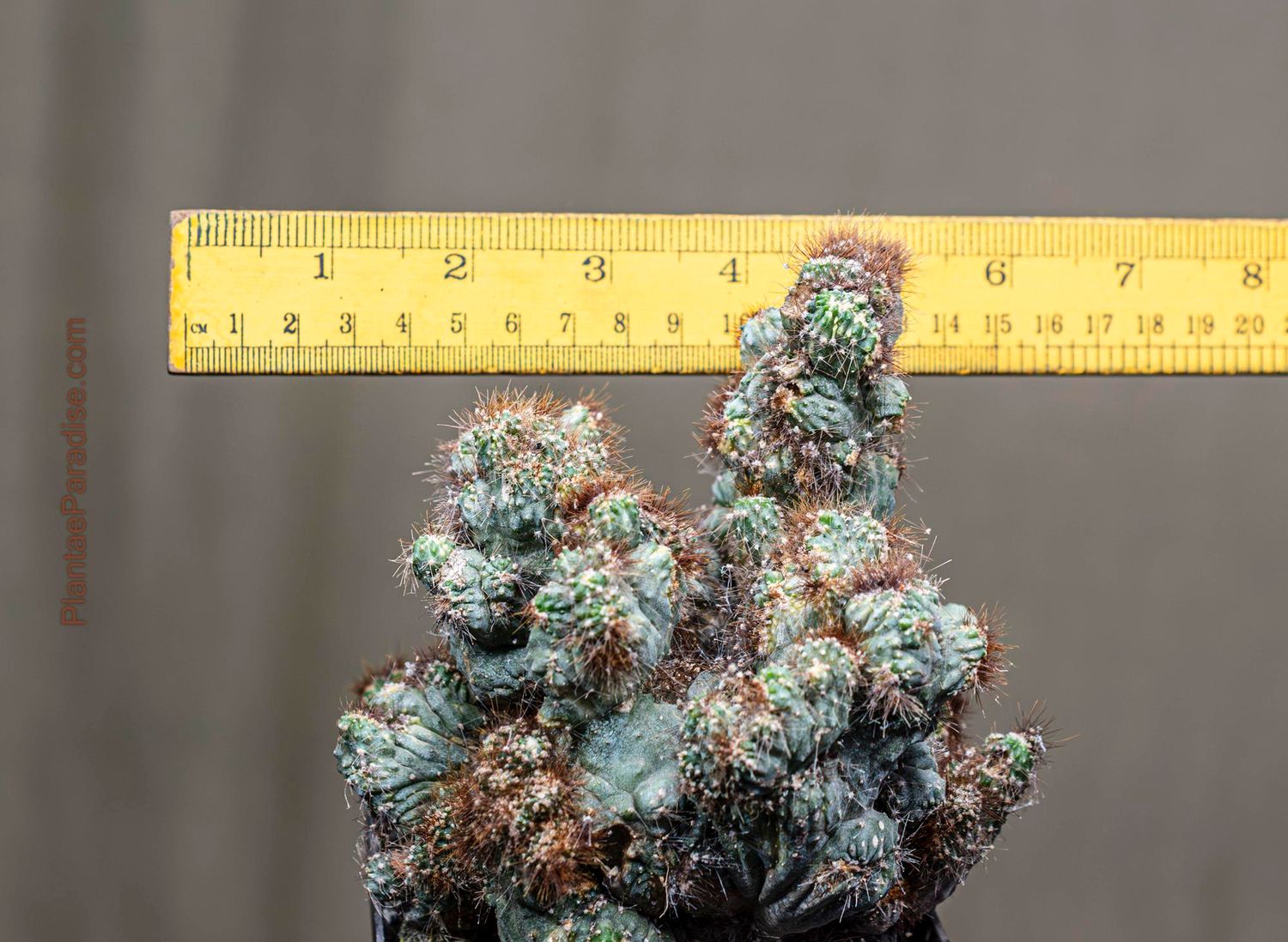 Cereus sp. (Unknown) forma crest monstruosa variegated- Size