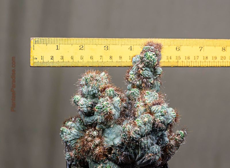 Cereus sp. (Unknown) forma crest monstruosa variegated- Size