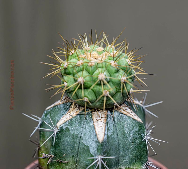 Copiapoa haseltoniana - Top View