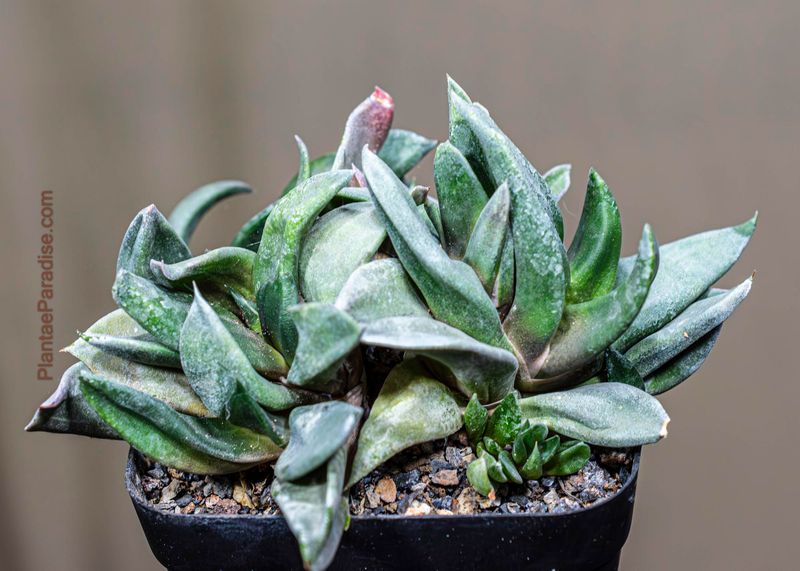 Gasteria Armstrongii (Pointed Form)
