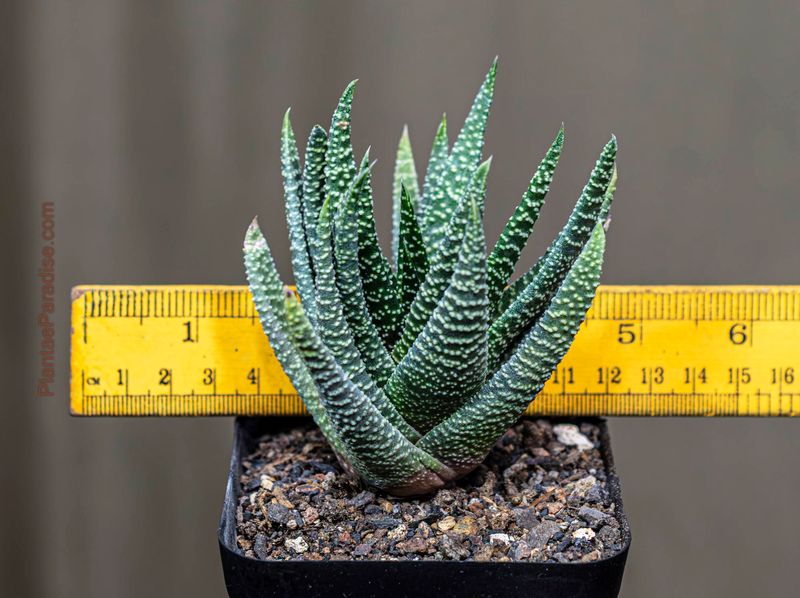 Gasteria 'Okavango'