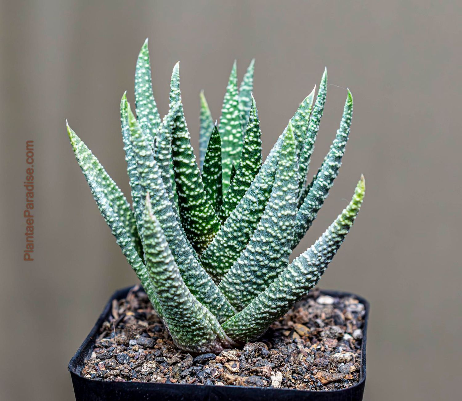 Gasteria 'Okavango'