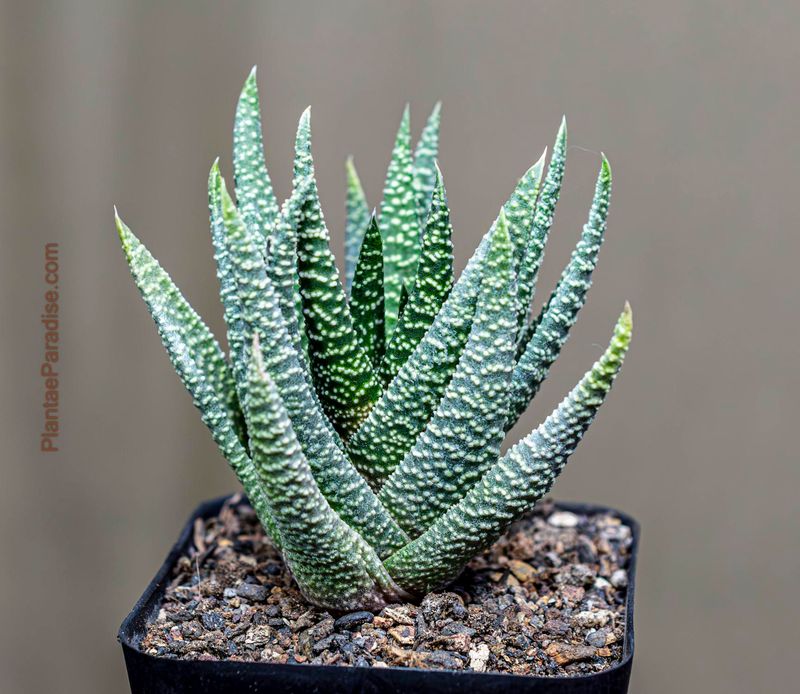 Gasteria 'Okavango'