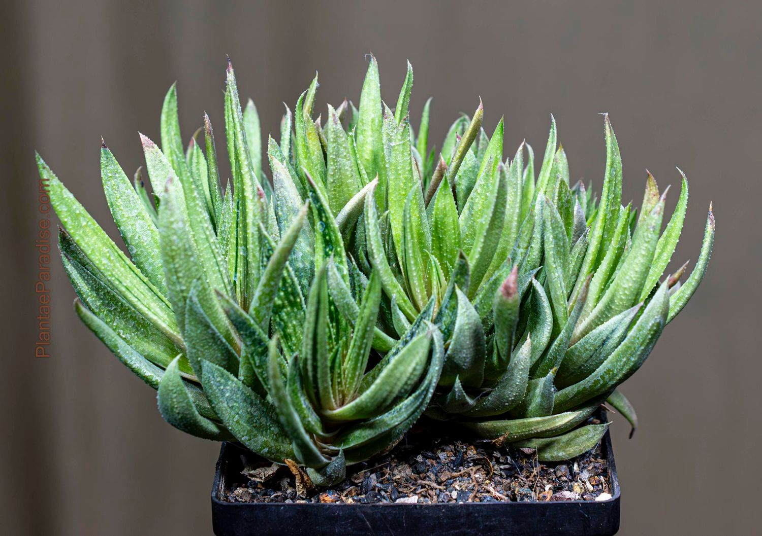 Gasteria 'Green Ice' crest Form Gasteria 'Green Ice' crest Form