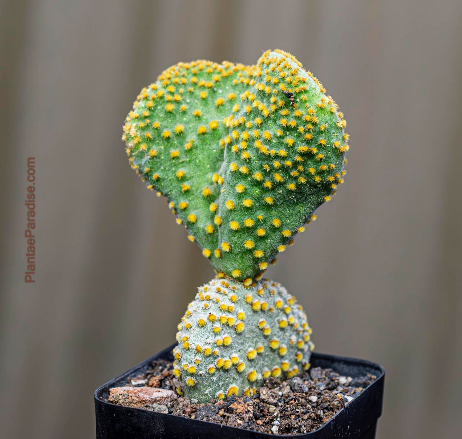 Opuntia microdasys Crest