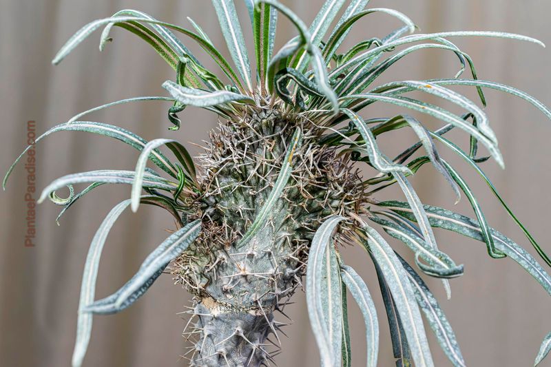 Pachypodium geayii crest Pachypodium geayii crest