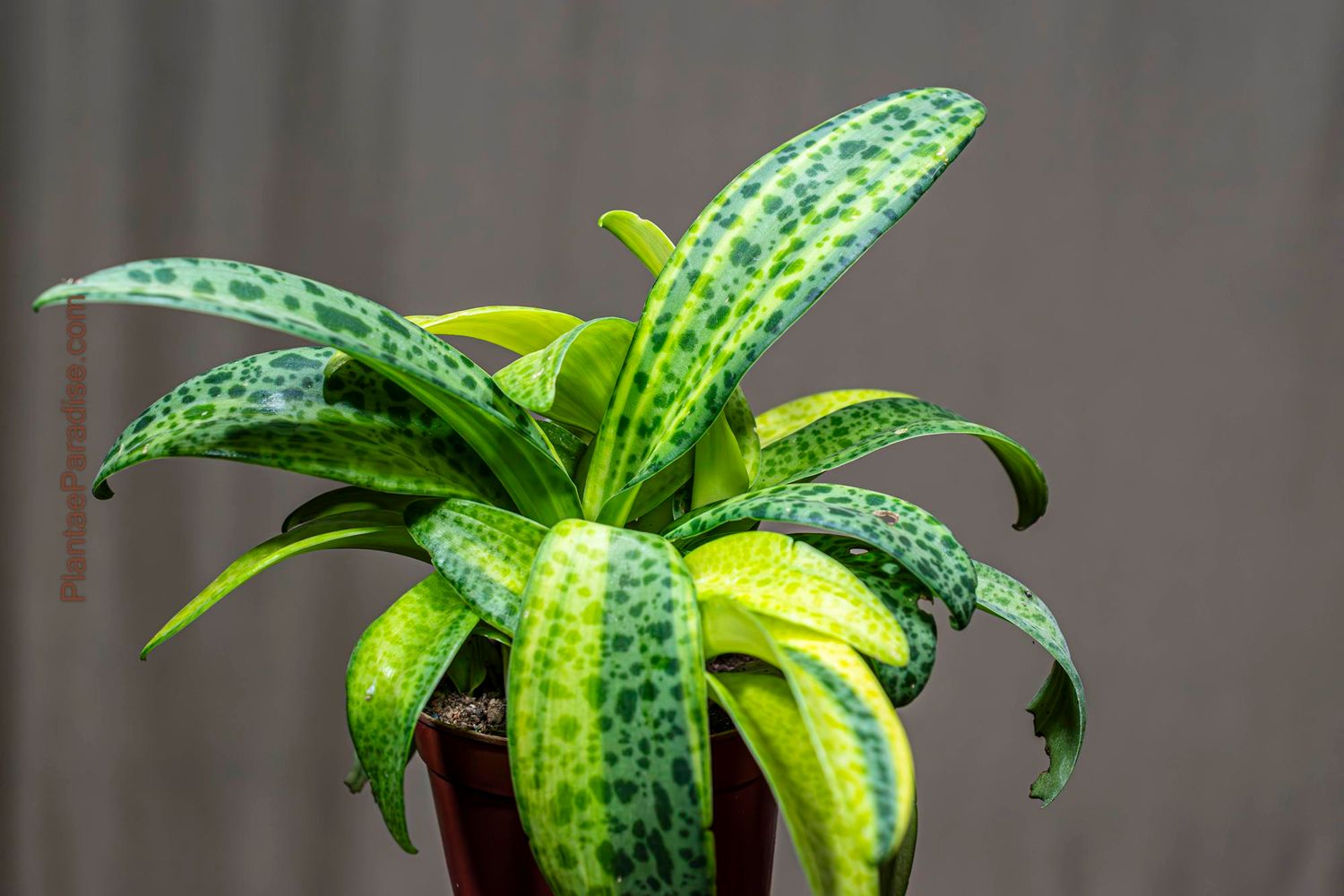 Drimiopsis maculata variegata Drimiopsis maculata variegata