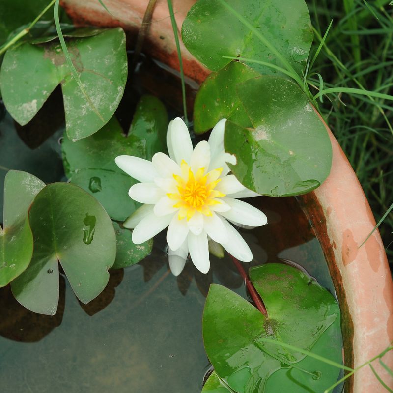 Walter Pagels (Water Lily)