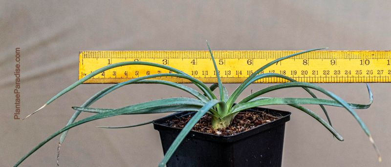 Dyckia sp