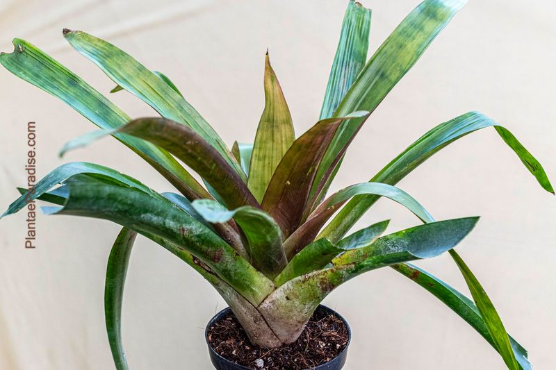 Guzmania conifera