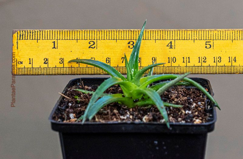 Dyckia brevifolia (Sawblade) with ruler for size reference
