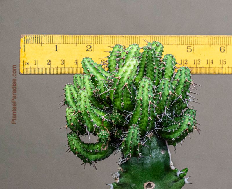Euphorbia phillipsiae