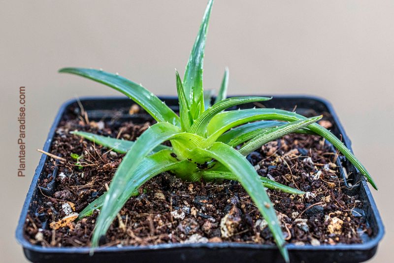 Dyckia brevifolia (Sawblade) Dyckia brevifolia (Sawblade)