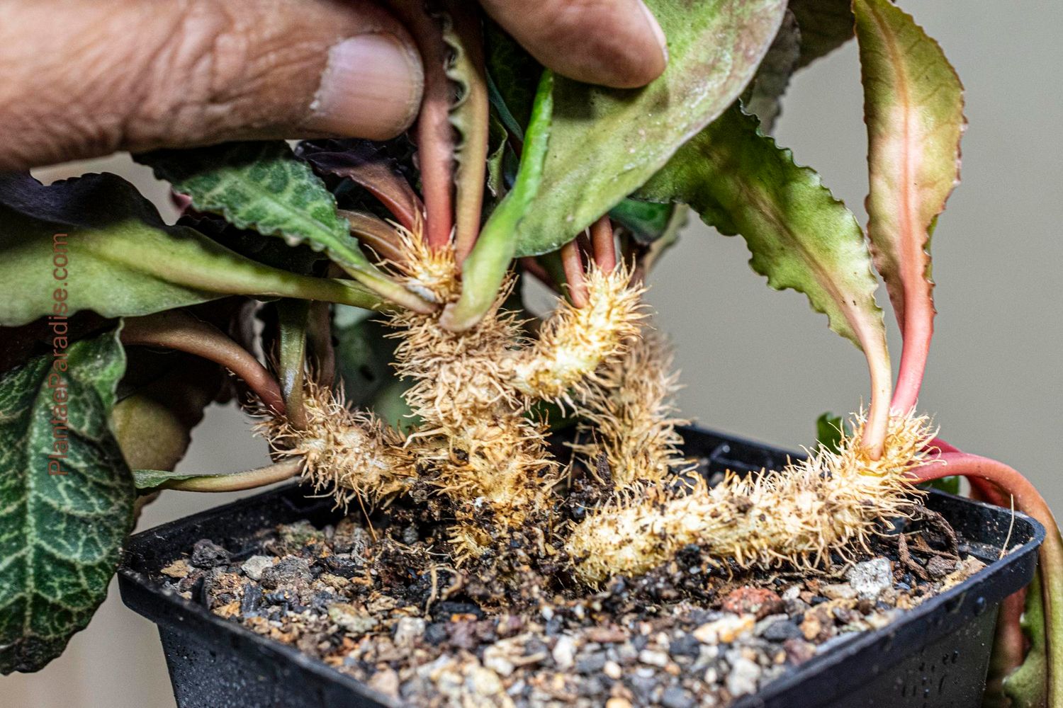 Euphorbia francoisii Dark Leaves