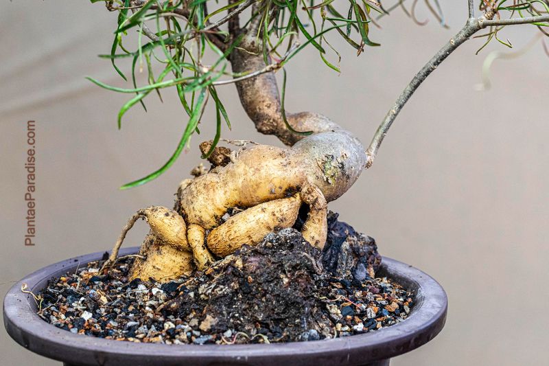 Euphorbia hedyotoides Euphorbia hedyotoides