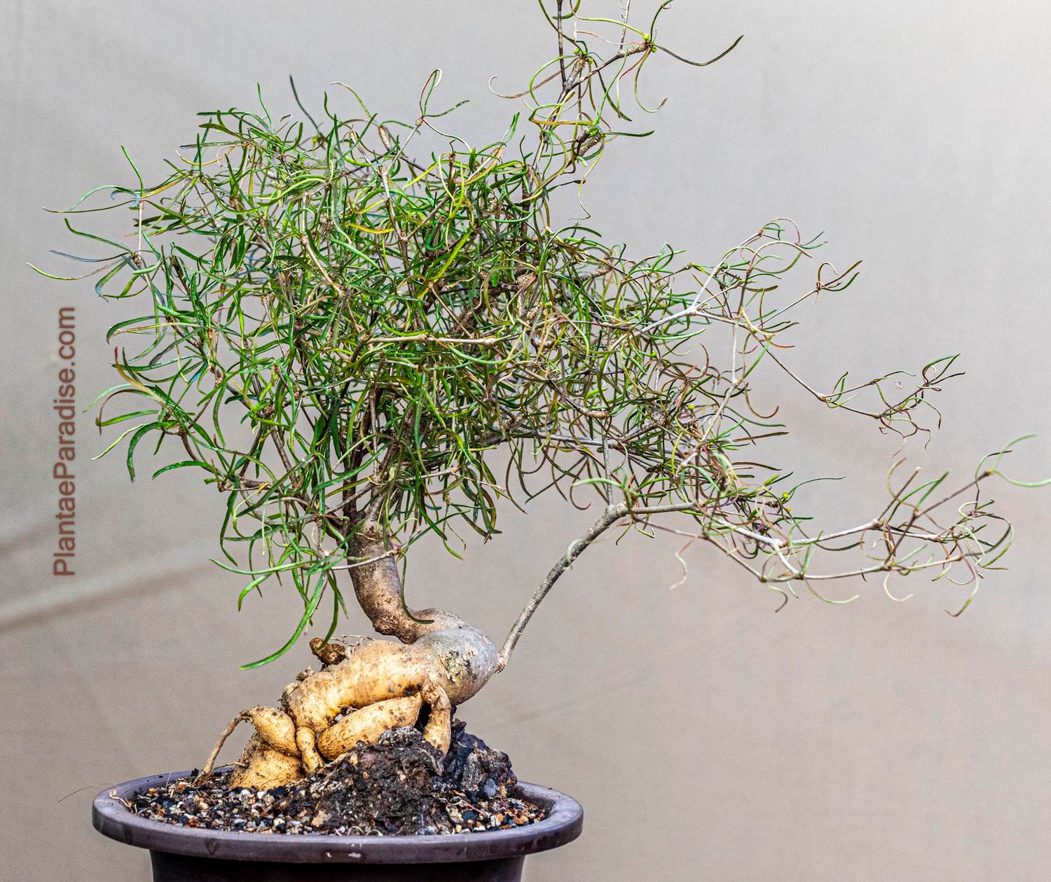 Euphorbia hedyotoides