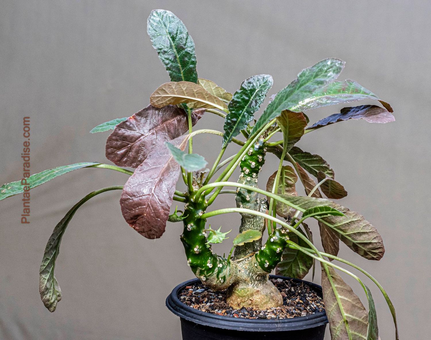 Dorstenia foetida Dorstenia foetida