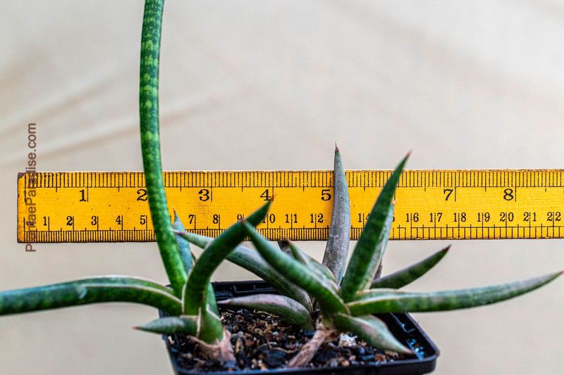 Sansevieria hybrid