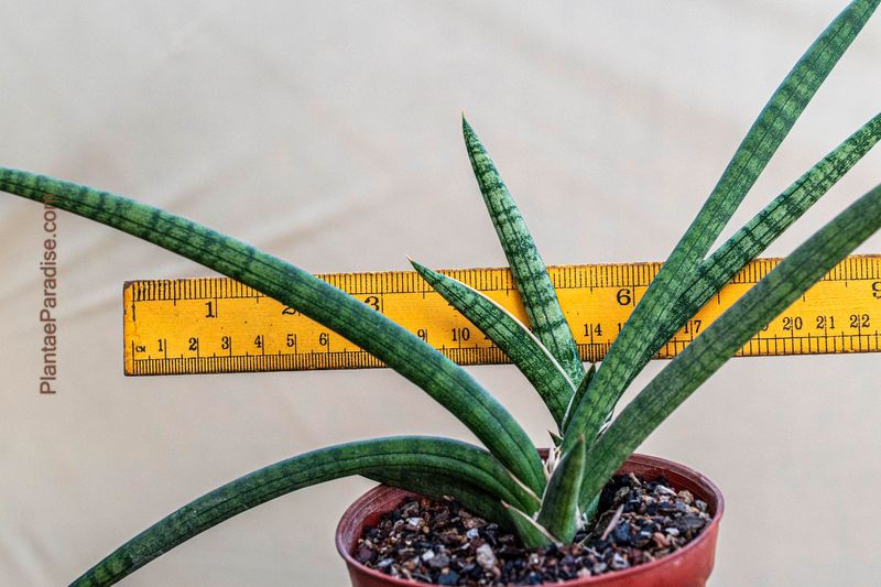 Sansevieria hybrid Sansevieria hybrid