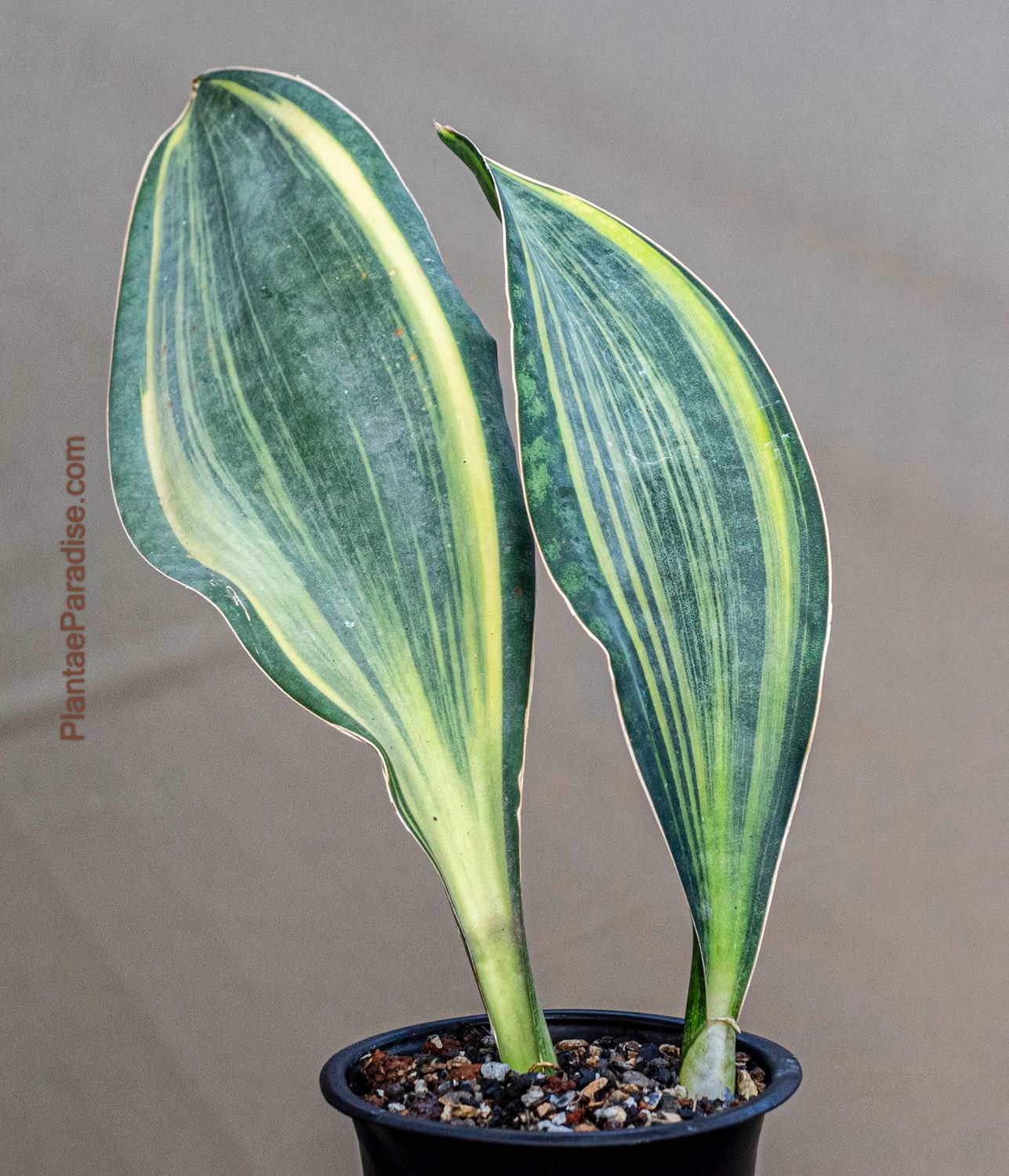 Sansevieria masoniana variegated  (Whale fin)