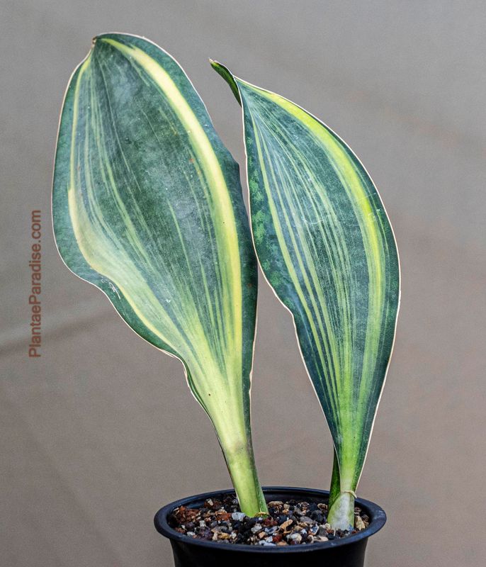 Sansevieria masoniana variegated (Whale fin) Sansevieria masoniana variegated (Whale fin)