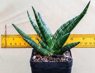 Buy Sansevieria Pink Boncel | Rare Snake Plant Hybrid