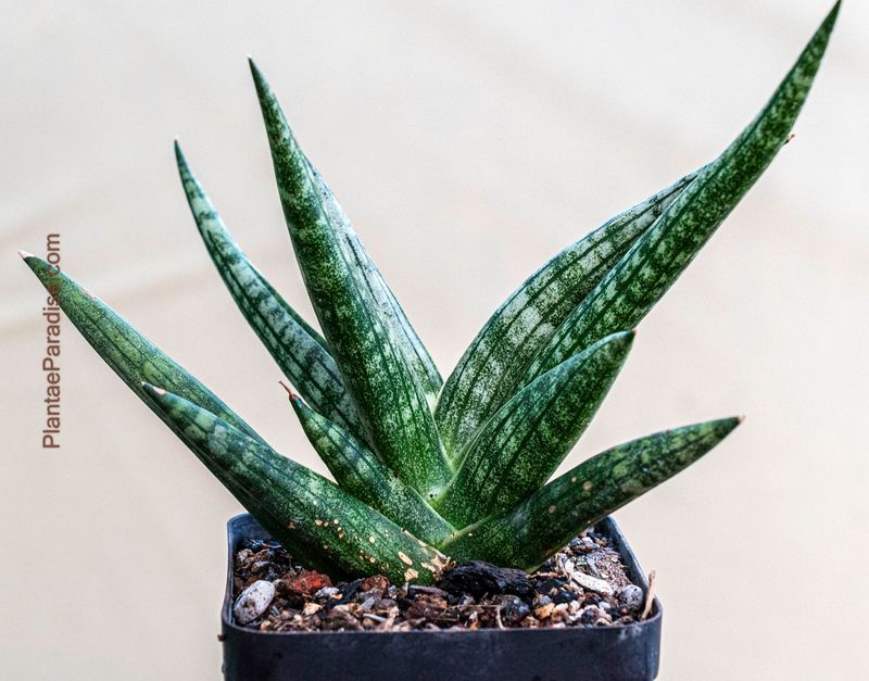 Sanseviera hybrid pink Boncel