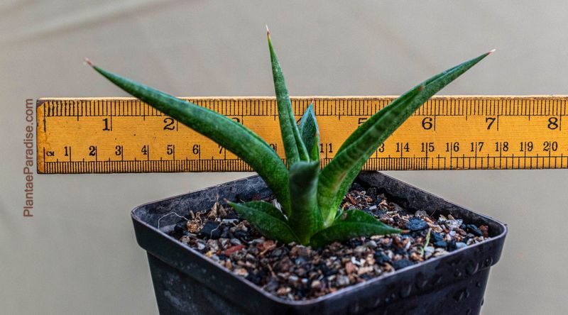 Sansevieria hybrid Bao Dam