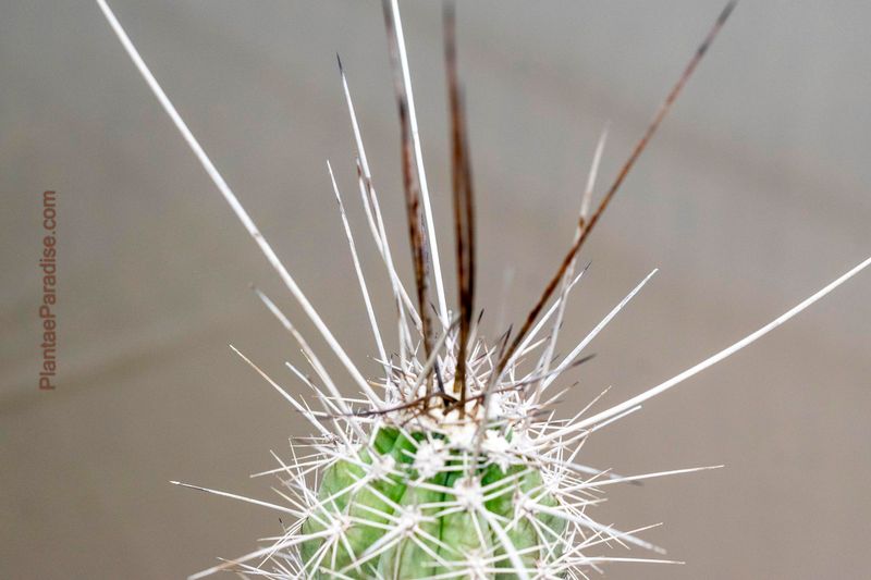 Stetsonia coryne (Toothpick Cactus)