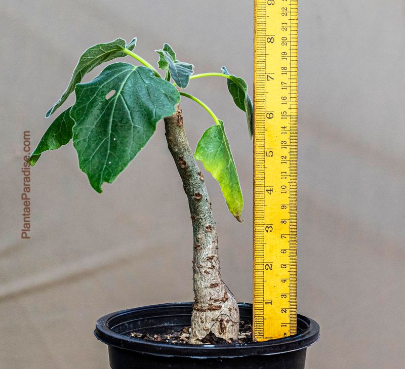 Uncarina hybrid Grafted Plant (Shades of Red)