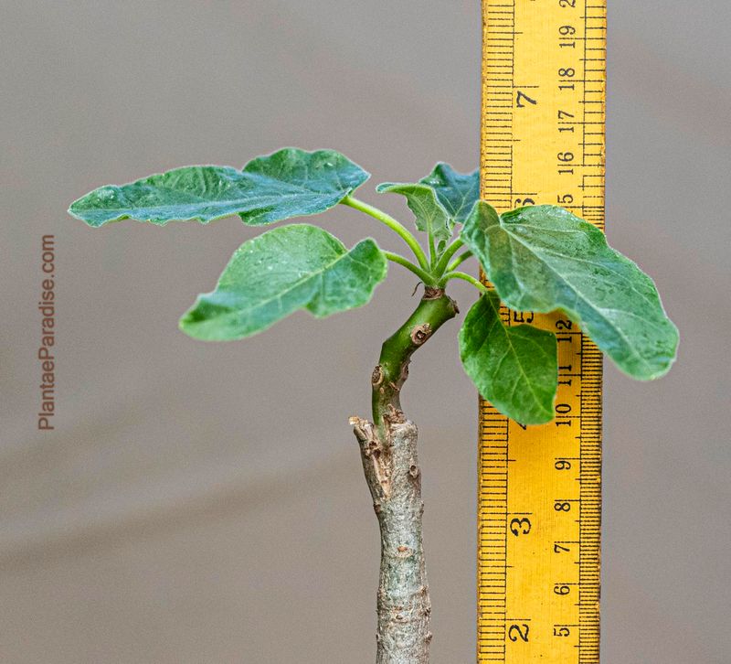 Uncarina hybrid Grafted Plant