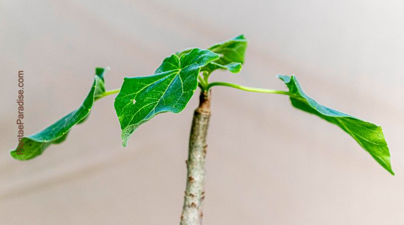 Uncarina hybrid Grafted Plant