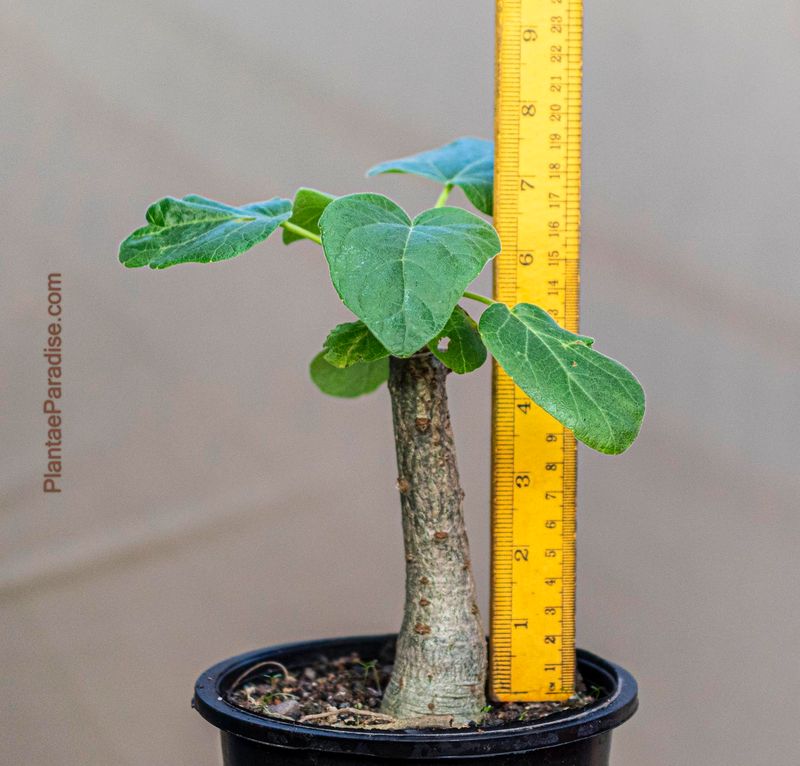 Uncarina hybrid Grafted Plant (PP Shade 032)